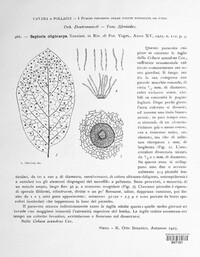 Septoria oligocarpa image